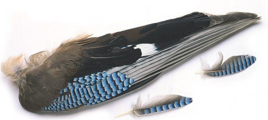 Veniard Blue Jay Wings