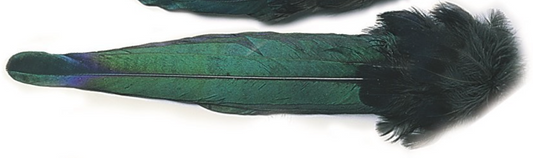 Veniard Magpie - Whole Tail